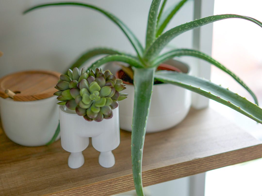 Leggi the Succulent & Cactus Planter Pot