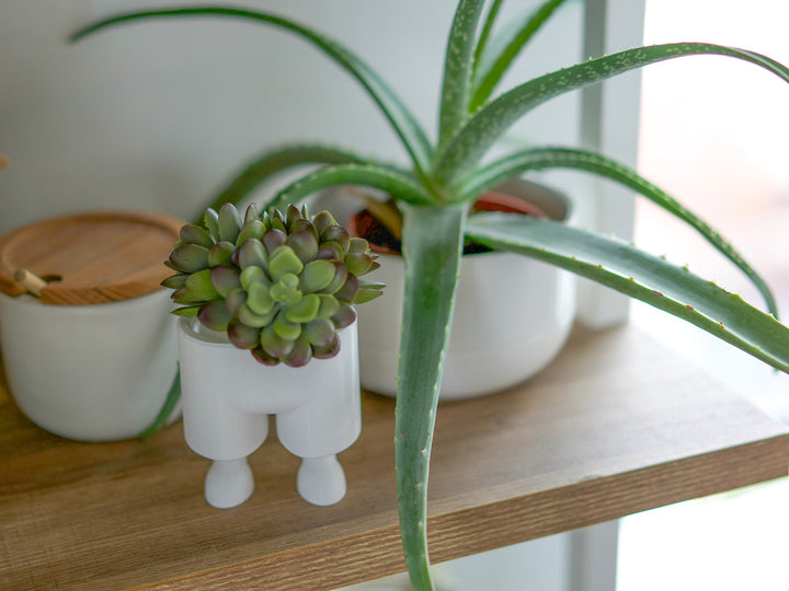 Leggi the Succulent & Cactus Planter Pot