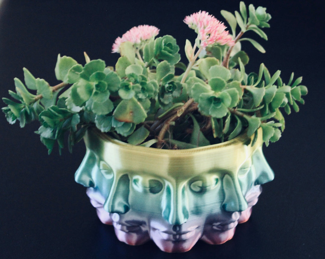 face succulents The VASE FACE