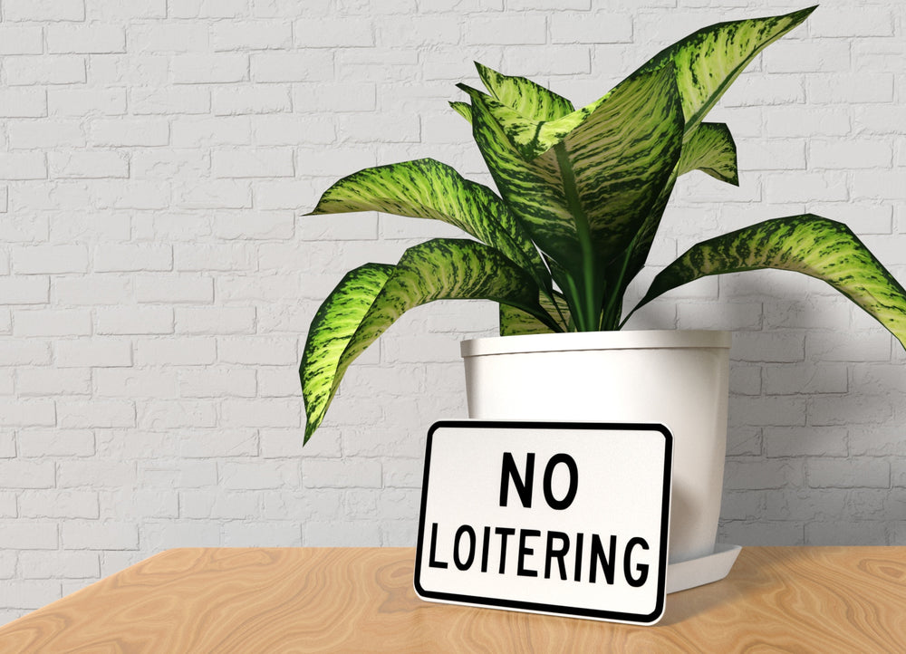 
  
  No Loitering | Funny Sign for Garage, Office, or Man Cave Decor
  
