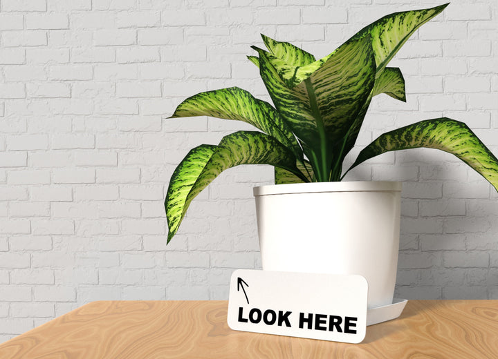 Look Here | Funny sign For Home or Office
