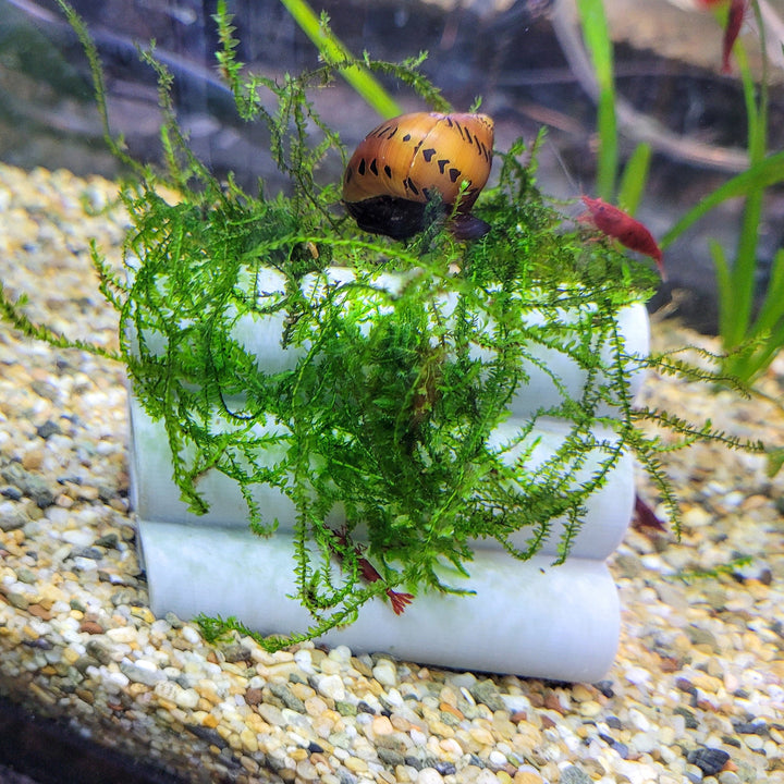 Aquarium Habitat Tubes for Shrimp or Fish